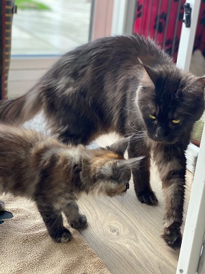 Tabatha and kitten
