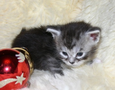 The Christmas Litter