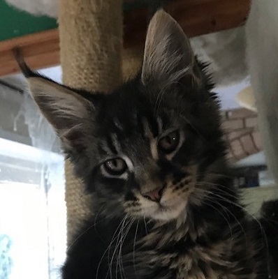 The Heart of Gold Litter