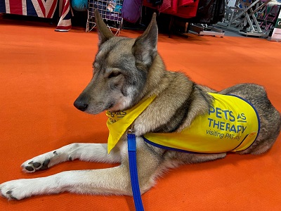 PAT dog