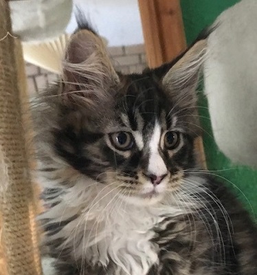 The Heart of Gold litter