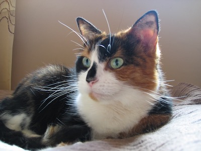 Calico cat