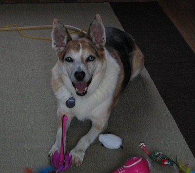 Dog