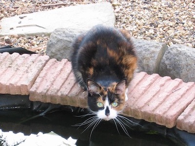 Calico cat