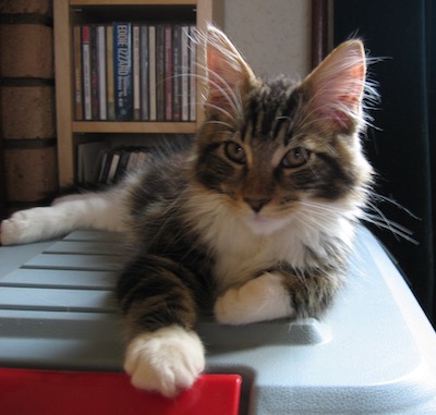 Maine coon cat
