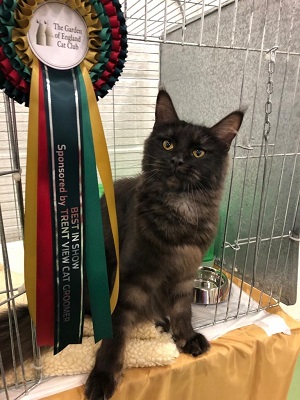 Tabatha. Black smoke maine coon