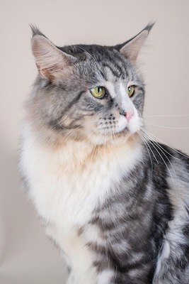 Silver and white cat