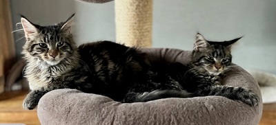 Maine coon kittens