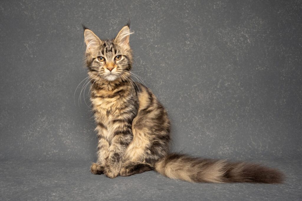 Brown tabby maine coon kitten