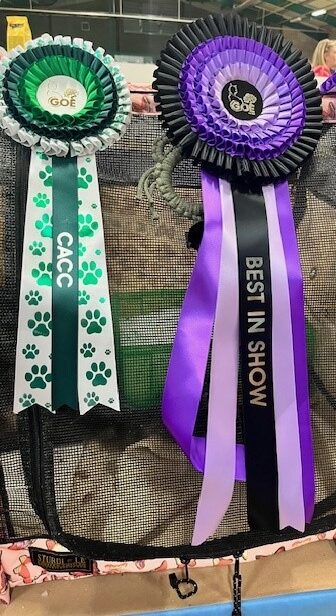 Rosettes on cat show pen