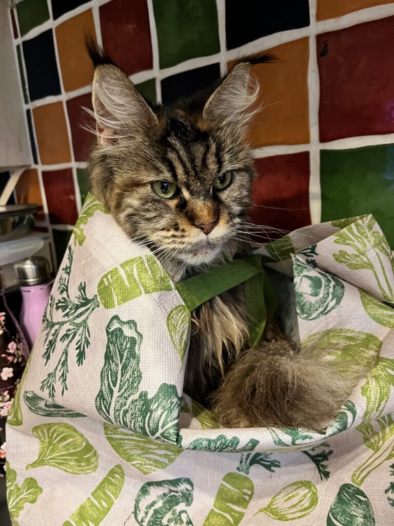 Cat in bag