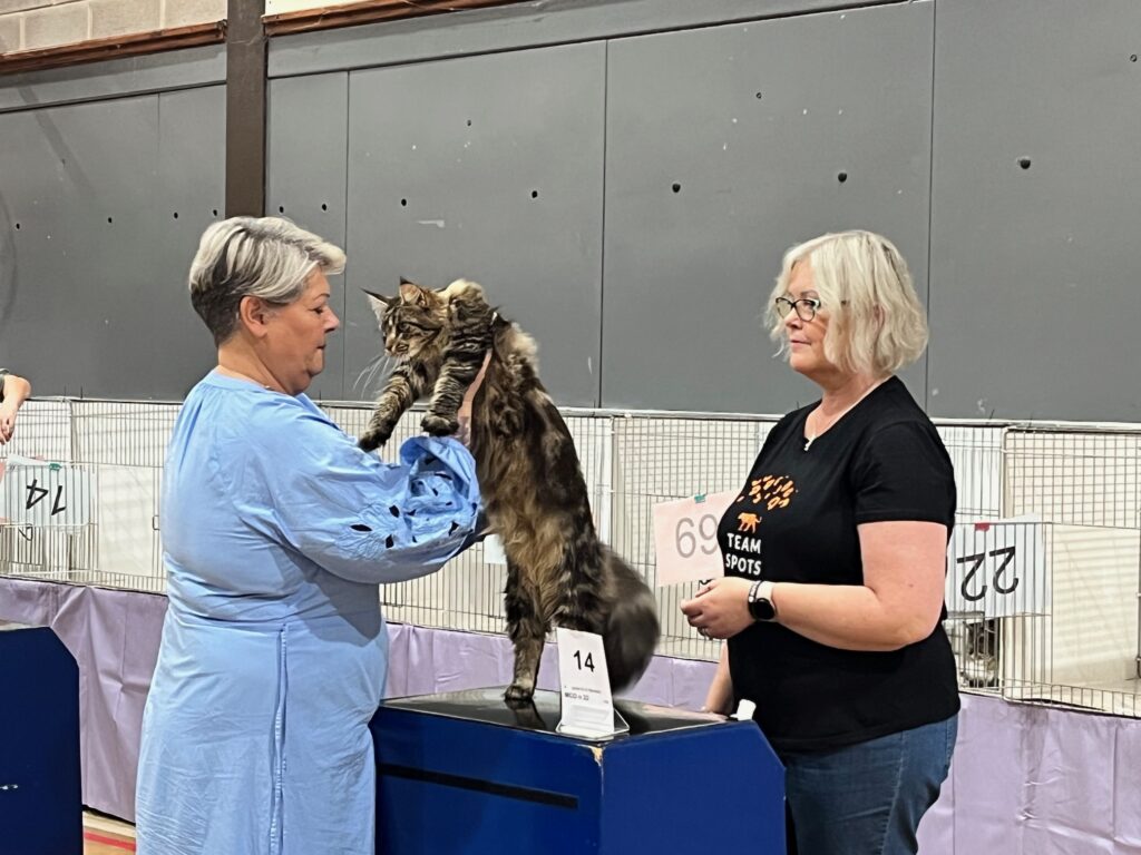 Maine coon being judged