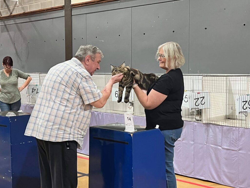 Maine coon being judged