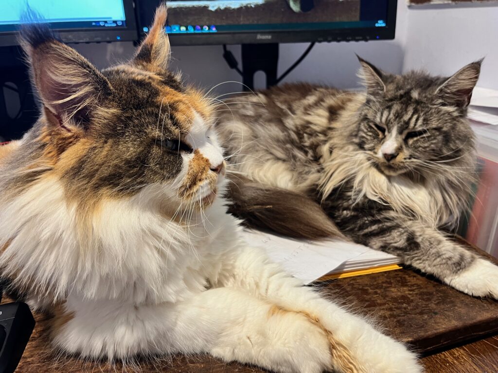 Two maine coons on desk
