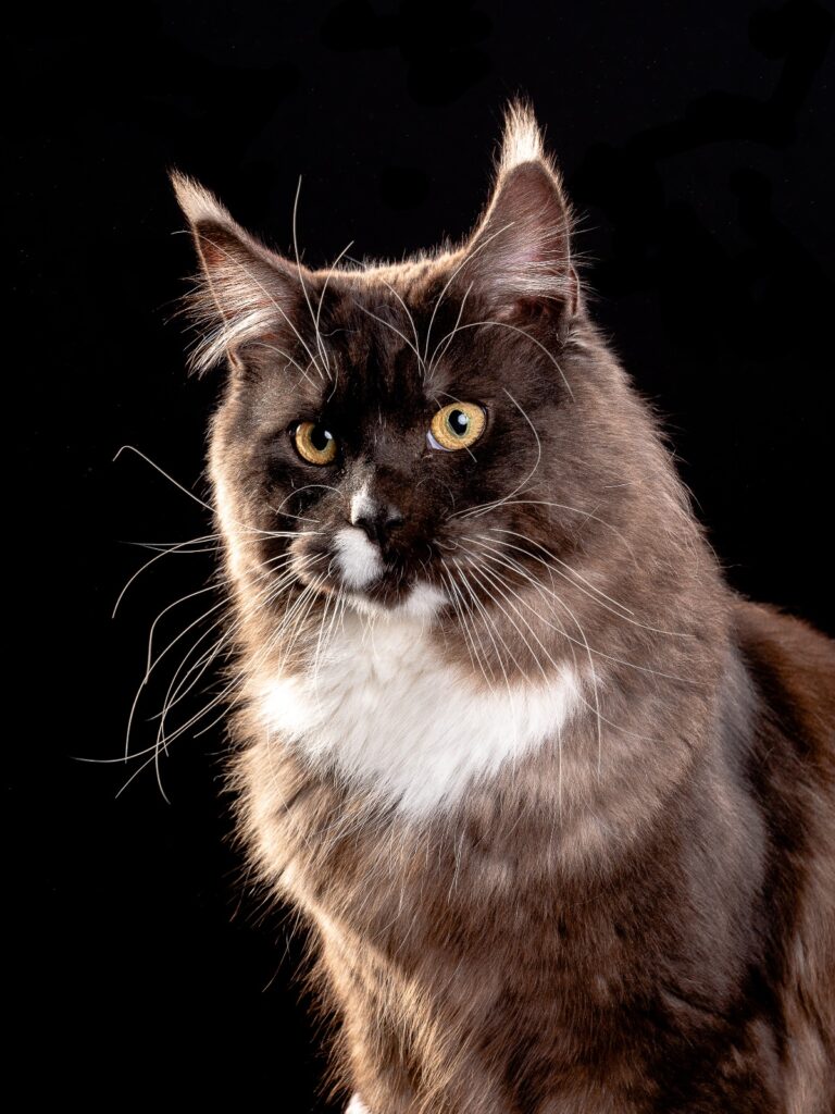 Black smoke and white maine coon