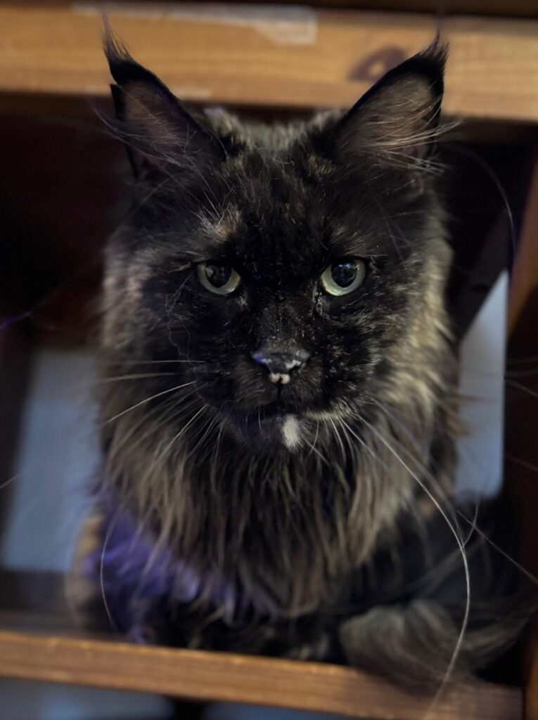 Maine coon