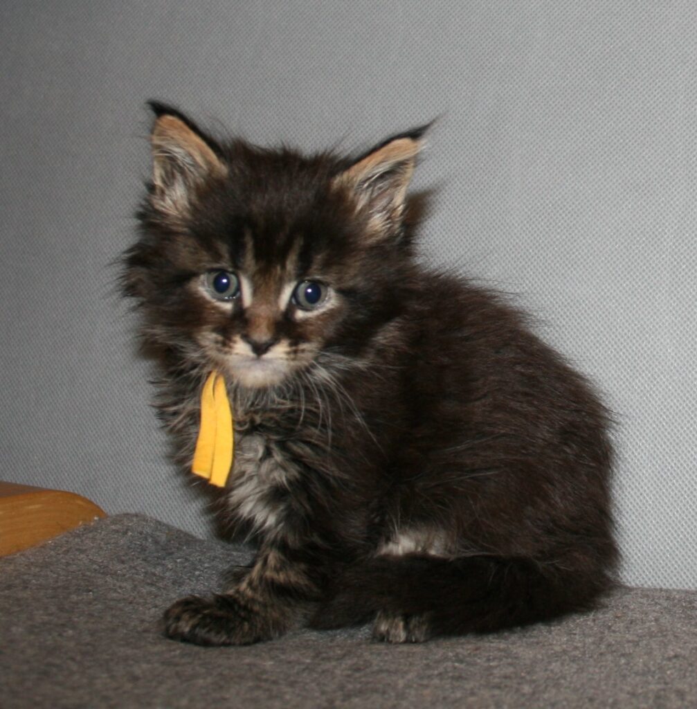 Black tabby kitten