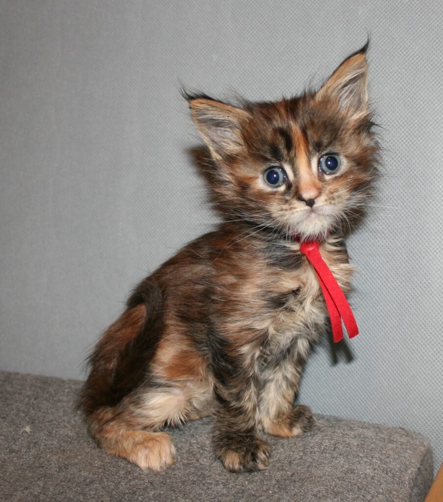 Tortie kitten