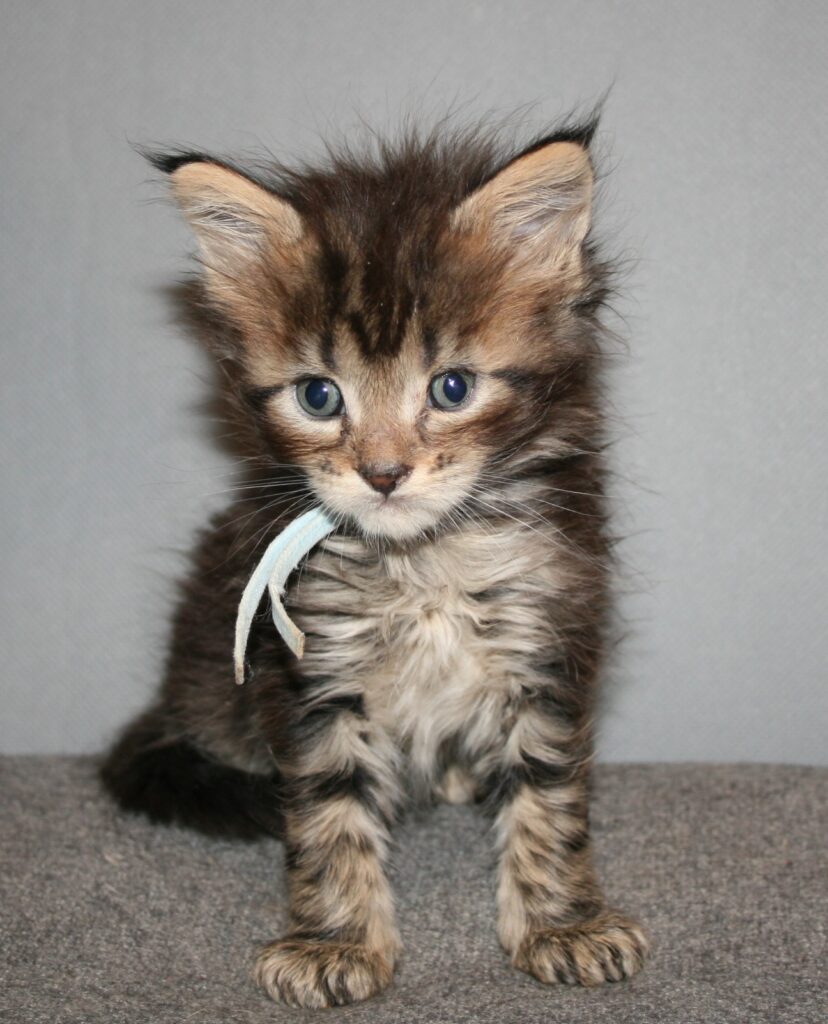 Silver tabby kitten