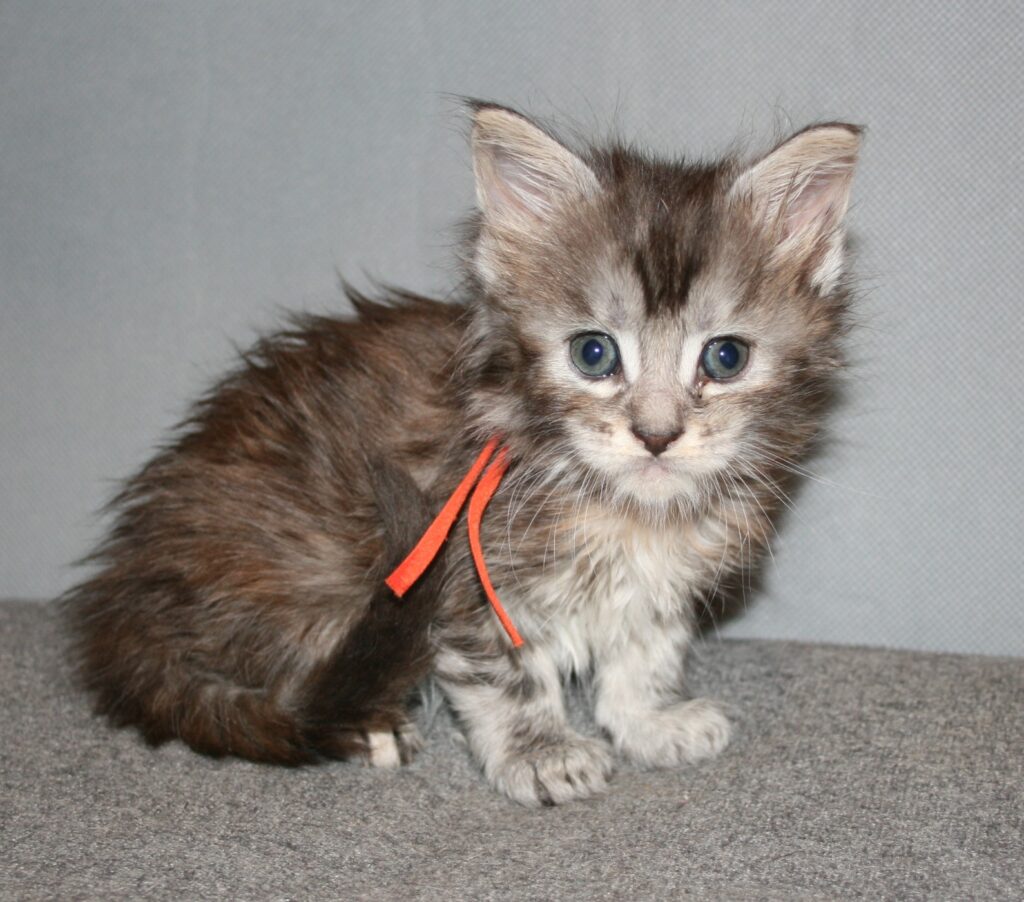 Silver tortie kitten