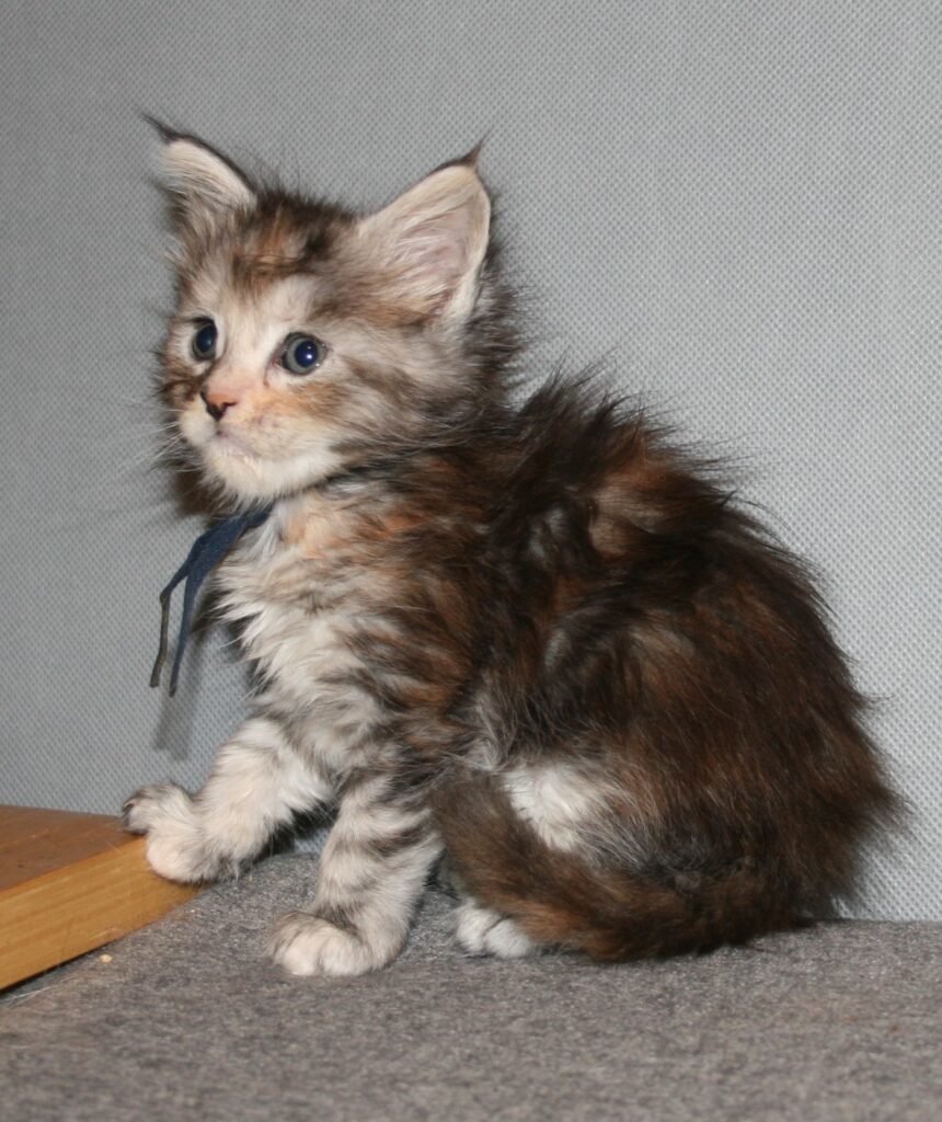 Silver tortie kitten