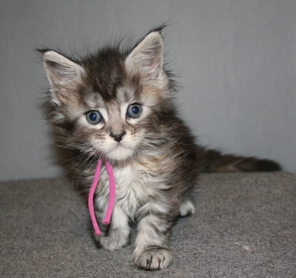 Silver tortie kitten