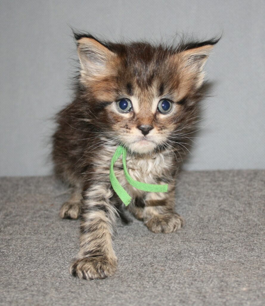silver tabby kitten